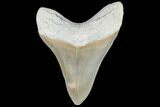 Serrated, Aurora Megalodon Tooth - Beautiful Enamel #90792-2